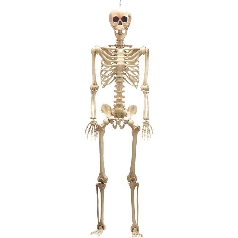 60in Life-Size Skeleton