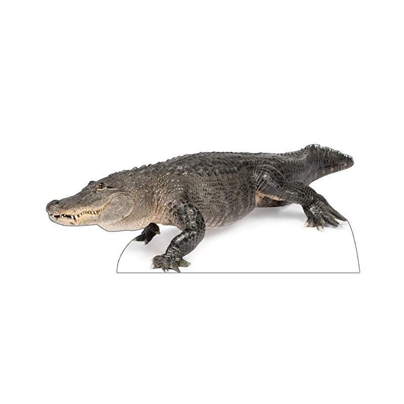 American Alligator Standee 75"W x 31"H
