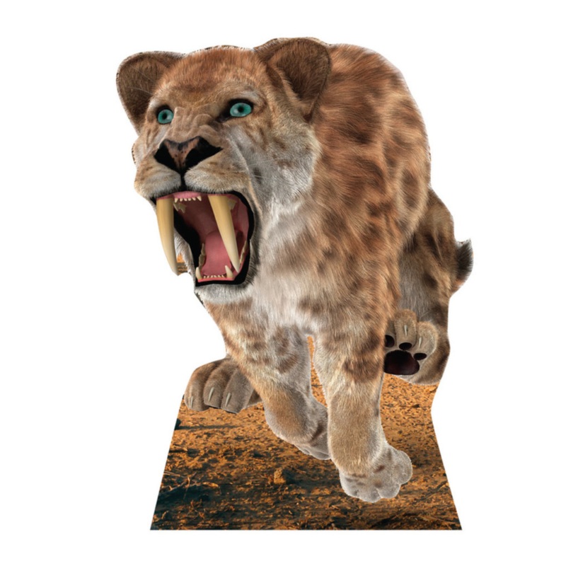 Saber Tooth Tiger 33"W x 45"H