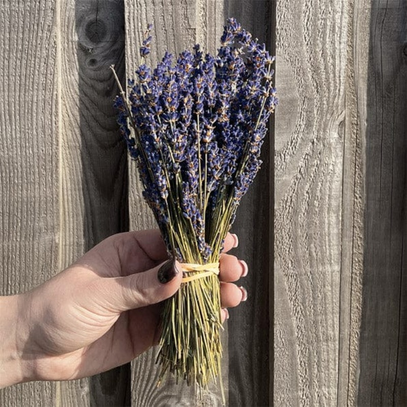 Dried Lavender Bunch