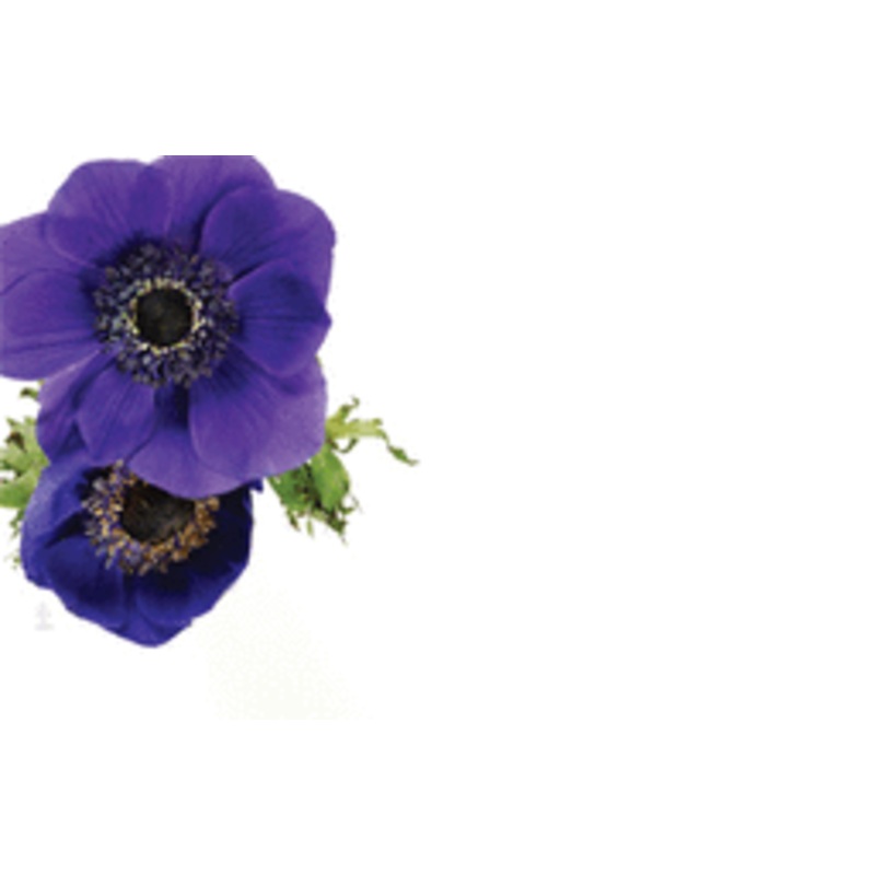 Enclosure Card - Floral (50 count)